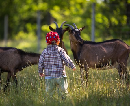 Little boy chasing goats on pasture. Beautiful childhood on village.の写真素材