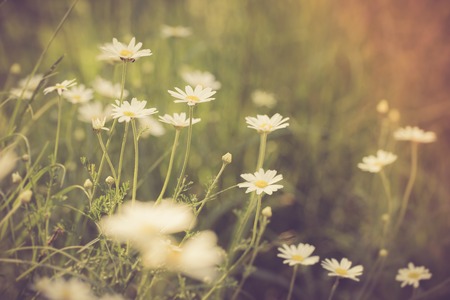 Vintage photo of chamomile flowers growing on field. Photo wiyh vintage mood effectの写真素材
