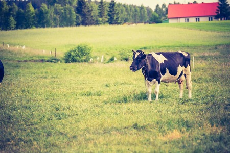 Vintage photo of cow on pasture. Animal portrait of polish cows.の写真素材