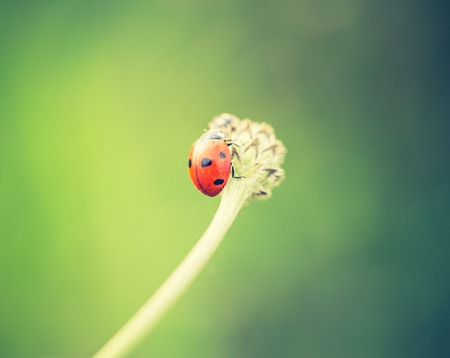 Beautiful vintage photo of ladybug sitting on plant. Nature background with vintage mood effectの写真素材
