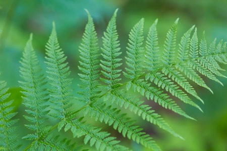 Wild fern growing in forest leaves photographed in european forest in summer.