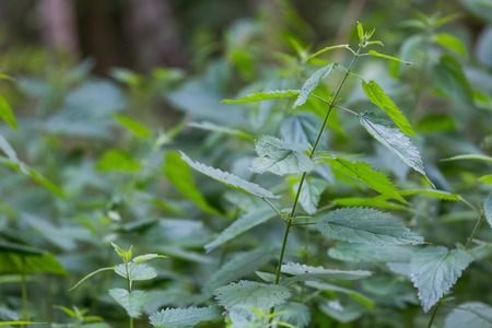Wild nettle twigs growing in forest. Green nature background of nettle growing in european forest