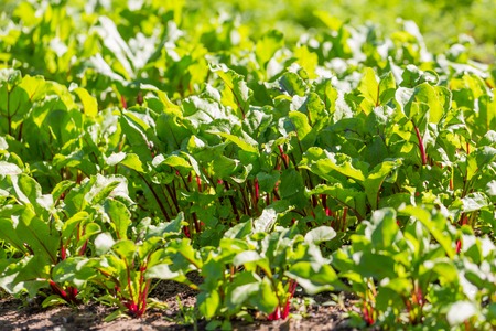 Young beetroots growing in ecologic garden. Beautiful springtime garden in morning sunlight.