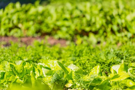 Young lettuce growing in garden. Beautiful green vegetable photo.