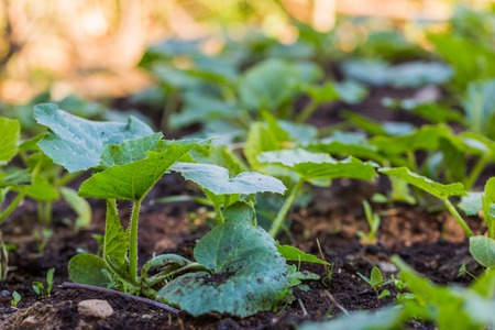 Young cucumber sprouts growing in ecologic garden. Beautiful springtime garden photo.の写真素材