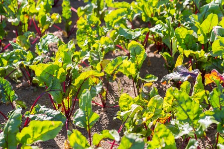 Young beetroots growing in ecological garden