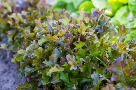 Young brown lettuce growing in ecological garden.