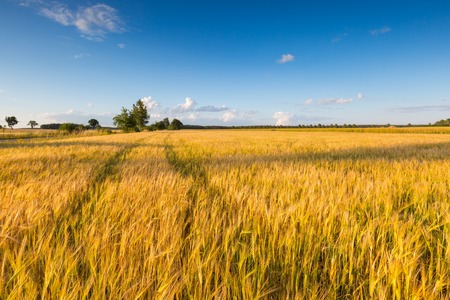 Beautiful landscape of sunset over corn field at summer. の写真素材