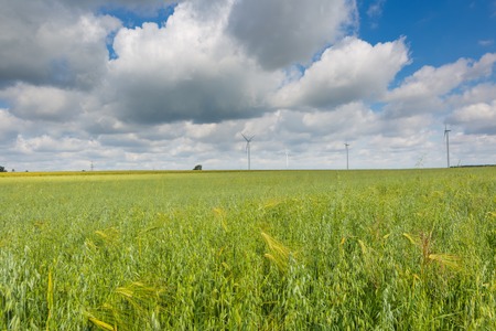 Windmills standing on corn field.