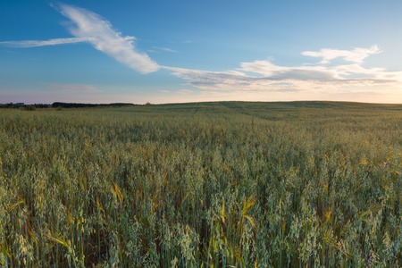 Beautiful landscape of sunset over corn field at summer.の写真素材