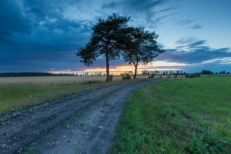 Sunset sky over old pine trees and countryside. Beautiful european countryside at summer sunset