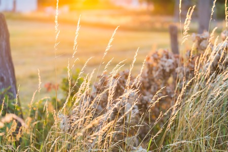Close up of old destroyed fence with barbed wire on field. Beautiful summer landscapeの写真素材