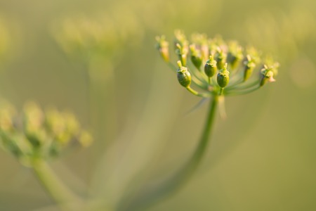 Close up of wild carrot flower. Wild carrot is popular wild weed growing on uncultivated fields and meadows.の写真素材