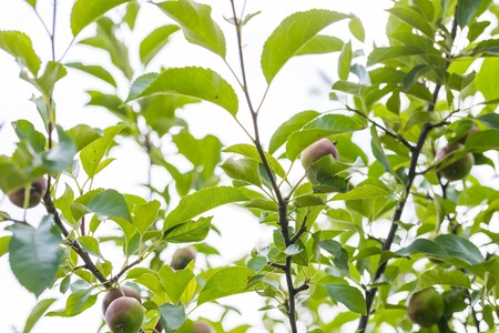 Photo of young green apples, fruits on the branches of apple trees
