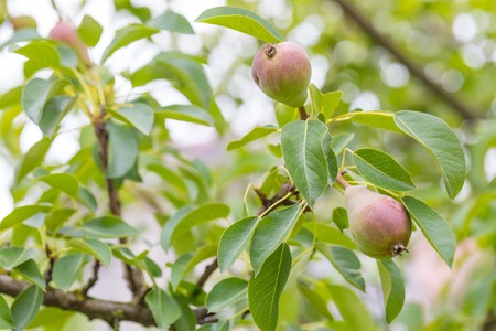 Small growing pears in the garden, branch with fresh immature fruits.の写真素材