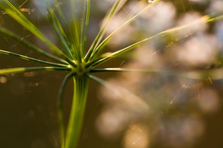 Close up of wild carrot flower. Wild carrot is popular wild weed growing on uncultivated fields and meadows.の写真素材