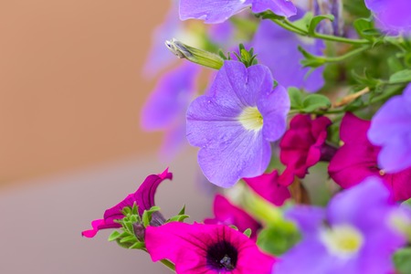 Closeup of colorful Petunia (Solanaceae) photographed with shallow depth of fieldの写真素材