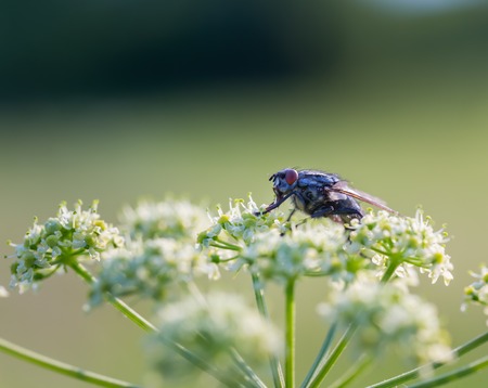 Close up of fly sitting on wild flower in nature. Beautiful macro of insectの写真素材