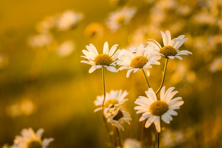 Beautiful chamomile flowers in nature photographed in summer at sunset.の写真素材