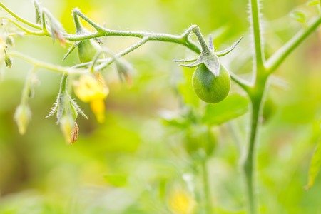 Close up of young tomatoes twig and tomatoes flowers. Natural garden photoの写真素材