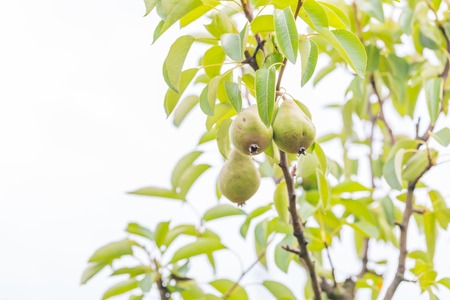 Small growing pears in the garden, branch with fresh immature fruits.