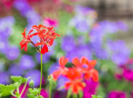 Red pelargonium (geranium) flower, blooming in a gardenの写真素材