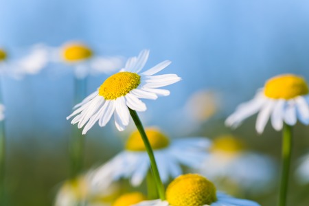 Beautiful chamomile flowers in nature photographed in summer at sunset.の写真素材