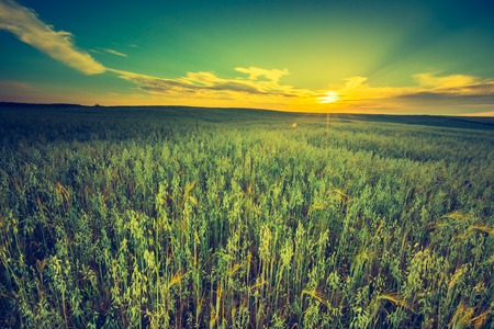 Vintage photo of sunset over corn field at summer. Beautiful grown corn ears in summertime field at sunset.の写真素材