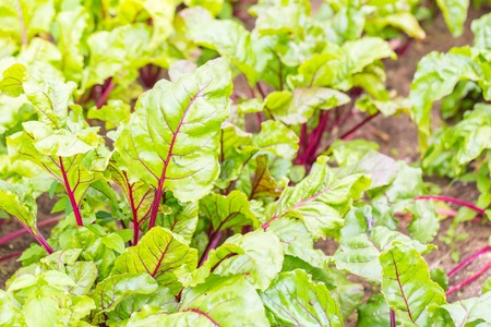 Beautiful ecologic organic garden with small vegetables sprouts. Springtime garden