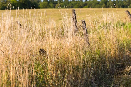 Close up of old destroyed fence with barbed wire on field. Beautiful summer landscapeの写真素材