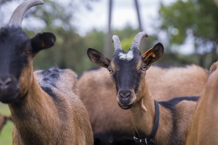 Herd of goats on pasture. Herd of farm animals on pasture.