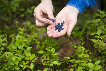 Women hands picking wild blueberries. Hand with blueberries.の写真素材