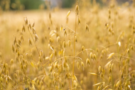 Close up of oat ears growing on summer field. Macro of cereal.の写真素材