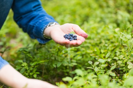 Blueberry bushes in the forest and woman hands picking blueberries. Close up of forest fruitsの写真素材