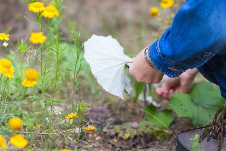 Girl picking coltsfoot leaves for drying (Coltsfoot-Tussilago farfara is natural medicine for cold and other winter disease)の写真素材