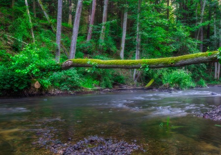 Beautiful wild river in summertime green forest photographed at sunrise. River Wadag near Olsztyn, Poland (Warmia and Mazury lake district)の写真素材