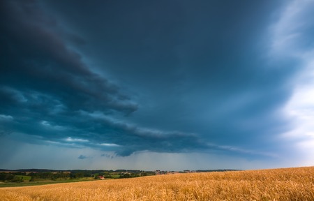 Storm clouds over wheat field. Danger weather with dark sky over fields