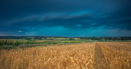 Storm clouds over wheat field. Danger weather with dark sky over fieldsの写真素材