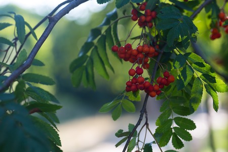 Close up of red rowan fruits on branch. Nature background of mountain ash.