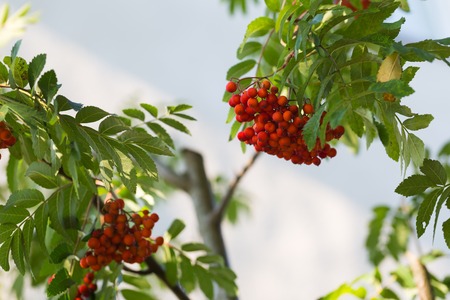 Close up of red rowan fruits on branch. Nature background of mountain ash.の写真素材