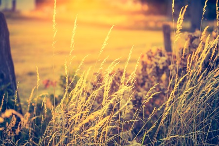 Vintage photo of beautiful landscape with morning meadow. Sunrise over morning meadow in Poland