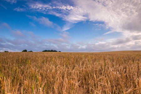 Morning cereal field under blue sky with clouds. Beautiful summertime landscape