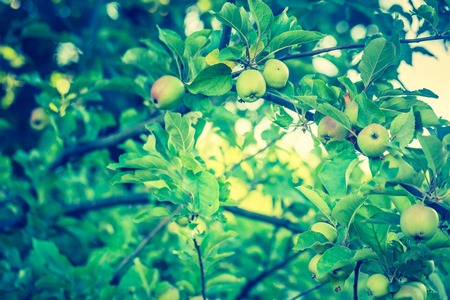 Vintage photo of young green apples, fruits on the branches of apple treesの写真素材