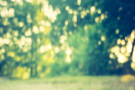 Abstract photo of defocused summer forest, photo useful as background. Vintage mood effect