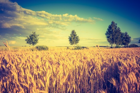 Vintage photo of landscape with corn field at summer. Beautiful polish countryside.の写真素材