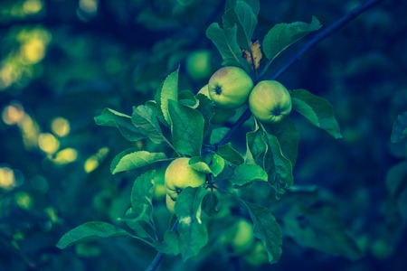 Vintage photo of young green apples, fruits on the branches of apple trees