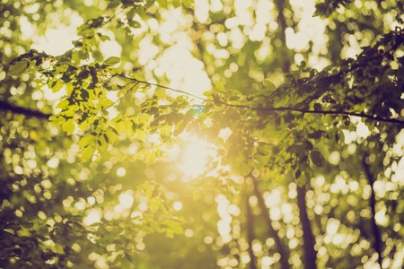 Vintage photo of abstract background of green tree branches in summertime forestの写真素材