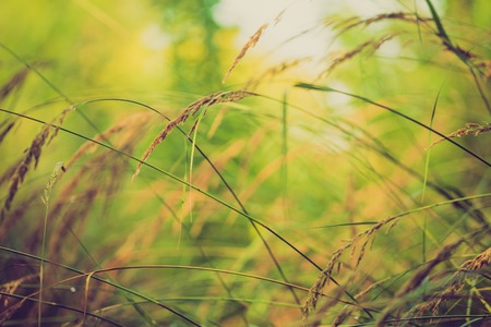 Vintage photo of grass ears in sunlightの写真素材