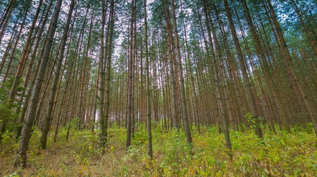 Beautiful summer pine forest. Natural landscape of green forest.