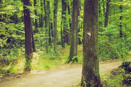 Vintage photo of trail sign painted on tree bark in summertime forestの写真素材